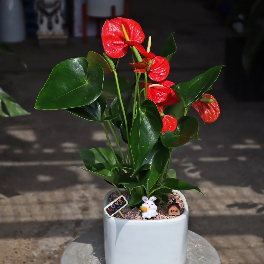 Set chậu cây Hồng Môn