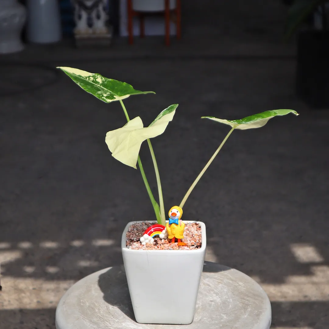 Set chậu cây Ráy Var