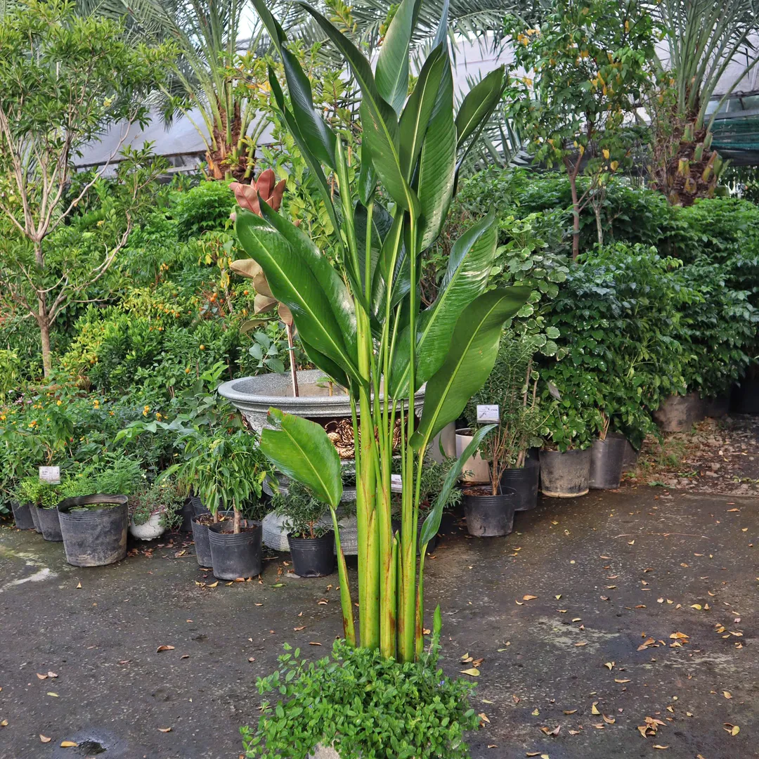 Set chuối mỏ két 365