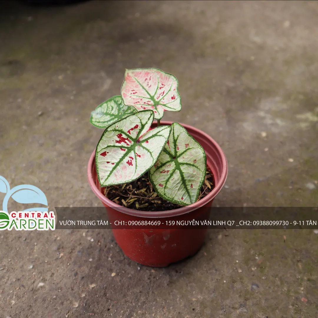 Caladium - Môn màu nhỏ các loại