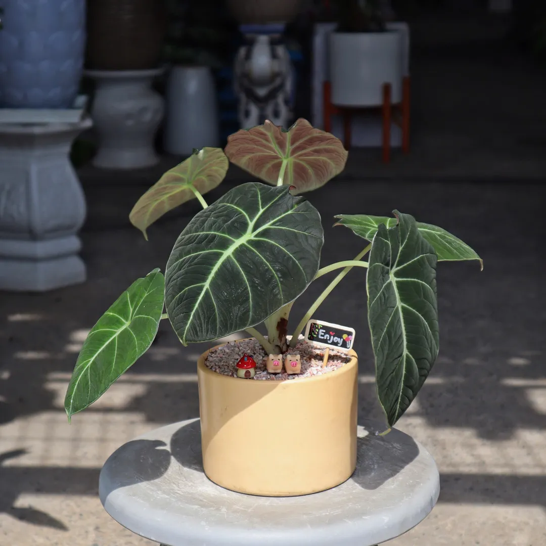 Set chậu cây rồng đen