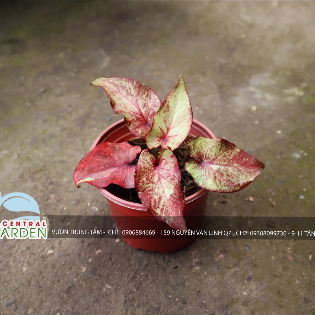 Caladium - Môn màu nhỏ các loại