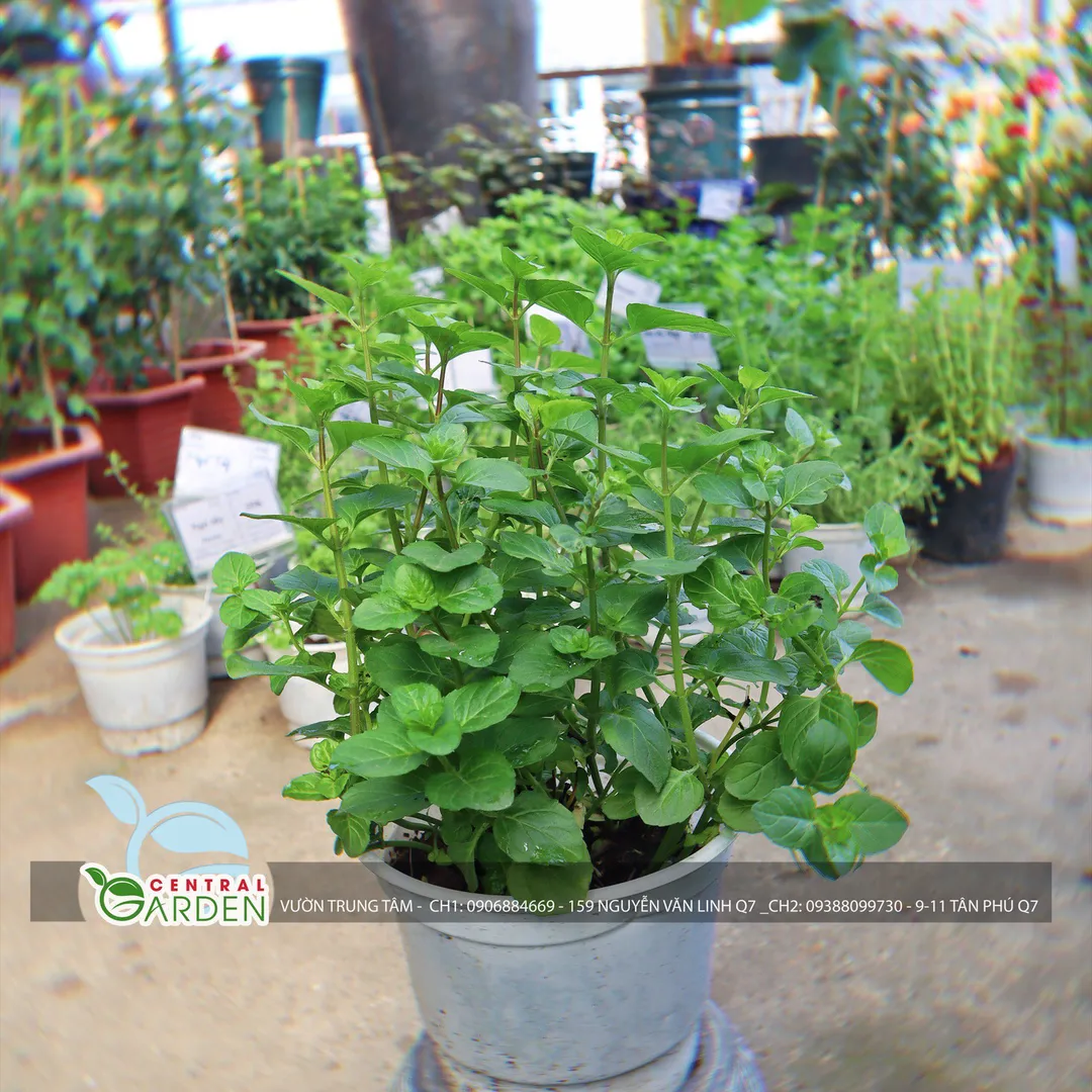 Cây bạc hà cam - Orange Mint