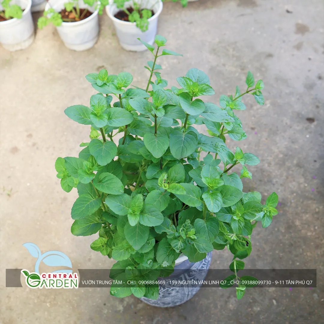 Cây bạc hà cam - Orange Mint