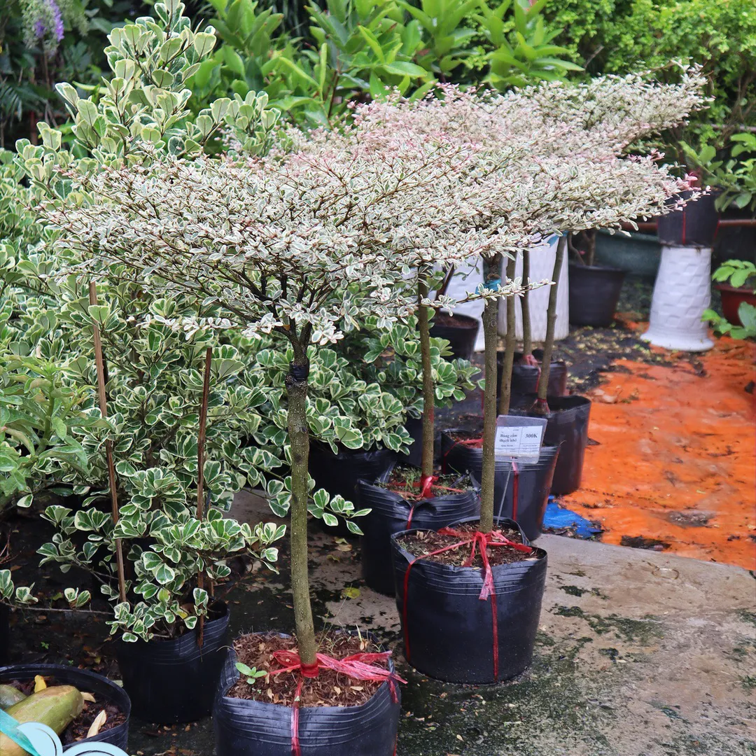 Bàng Cẩm Thạch Sân Vườn