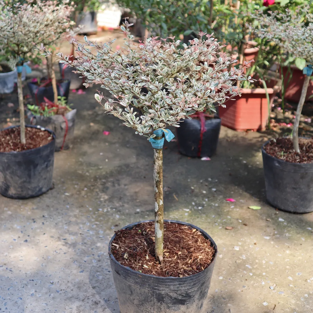 Bàng Cẩm Thạch Sân Vườn