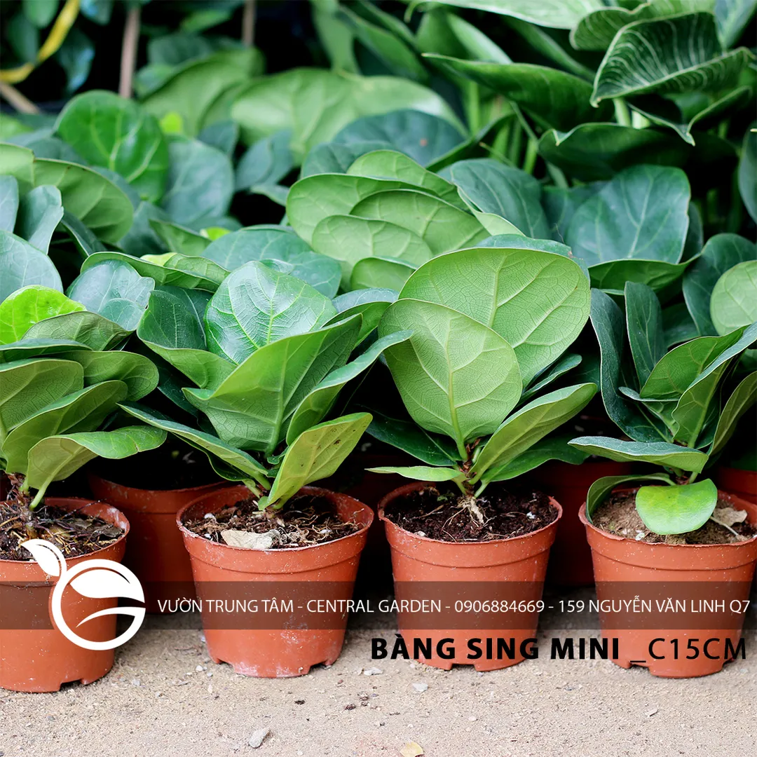BÀNG SING MINI CHẬU NHỰA