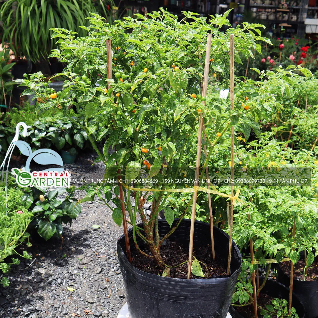 Cây giống ớt Peru Charapita