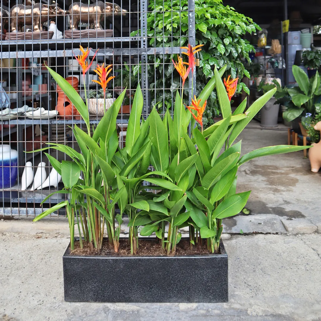 Set Chuối Mỏ Ket 890