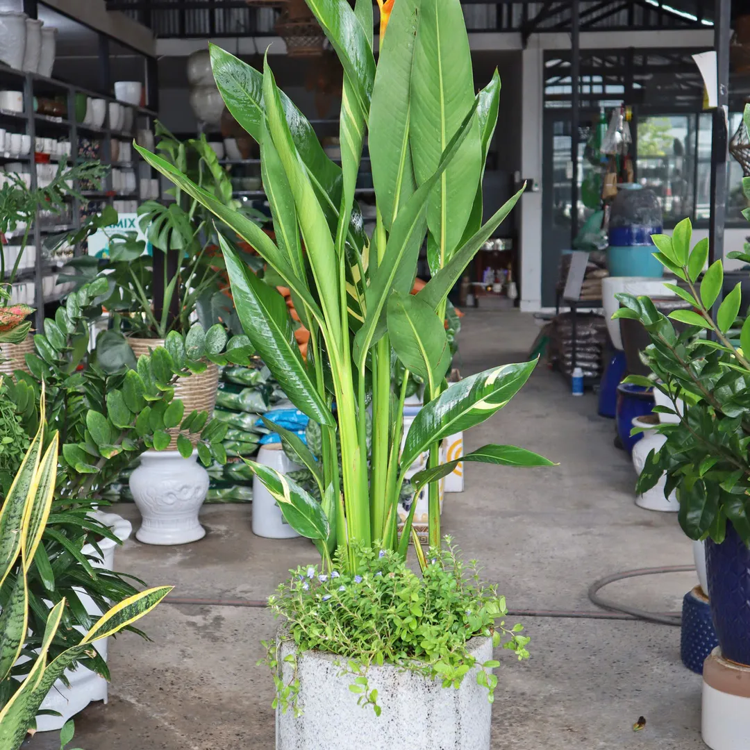 Set Chuối Mỏ Két