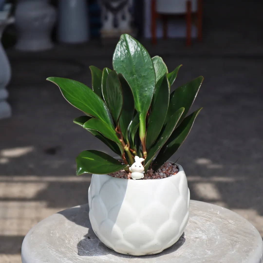 Set chậu cây Trường Sinh Tím