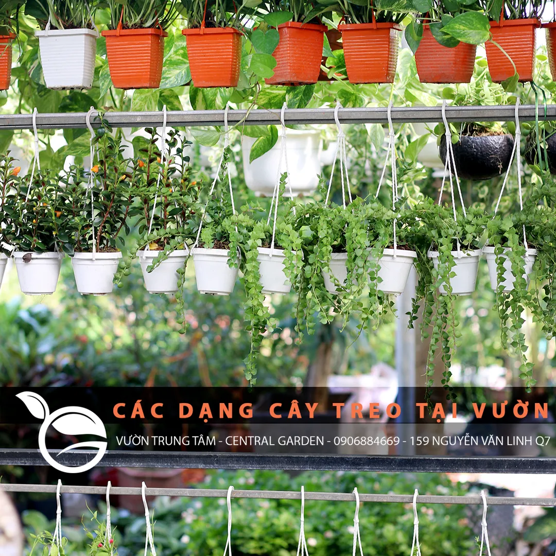 LAN TIM TREO NHỎ