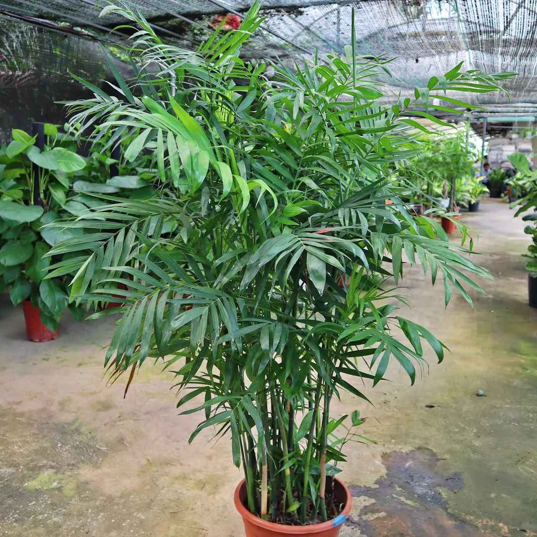 Cây Cau Hawai