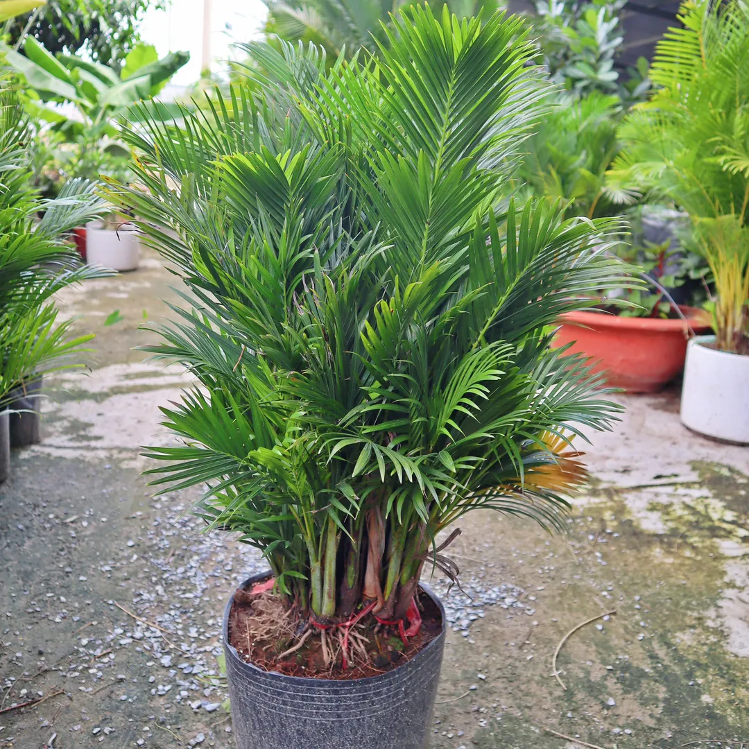 Cây Cau Nhật