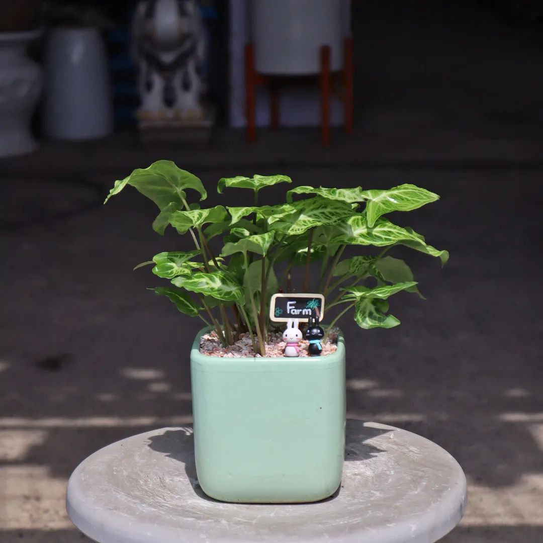 Set chậu cây Tróc Bạc