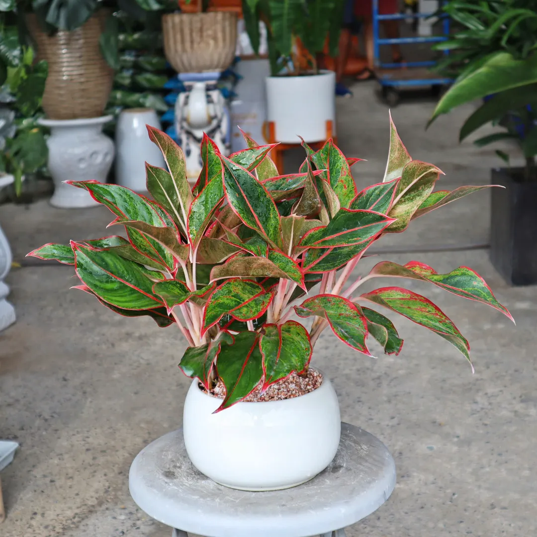 Set chậu cây Phú quý