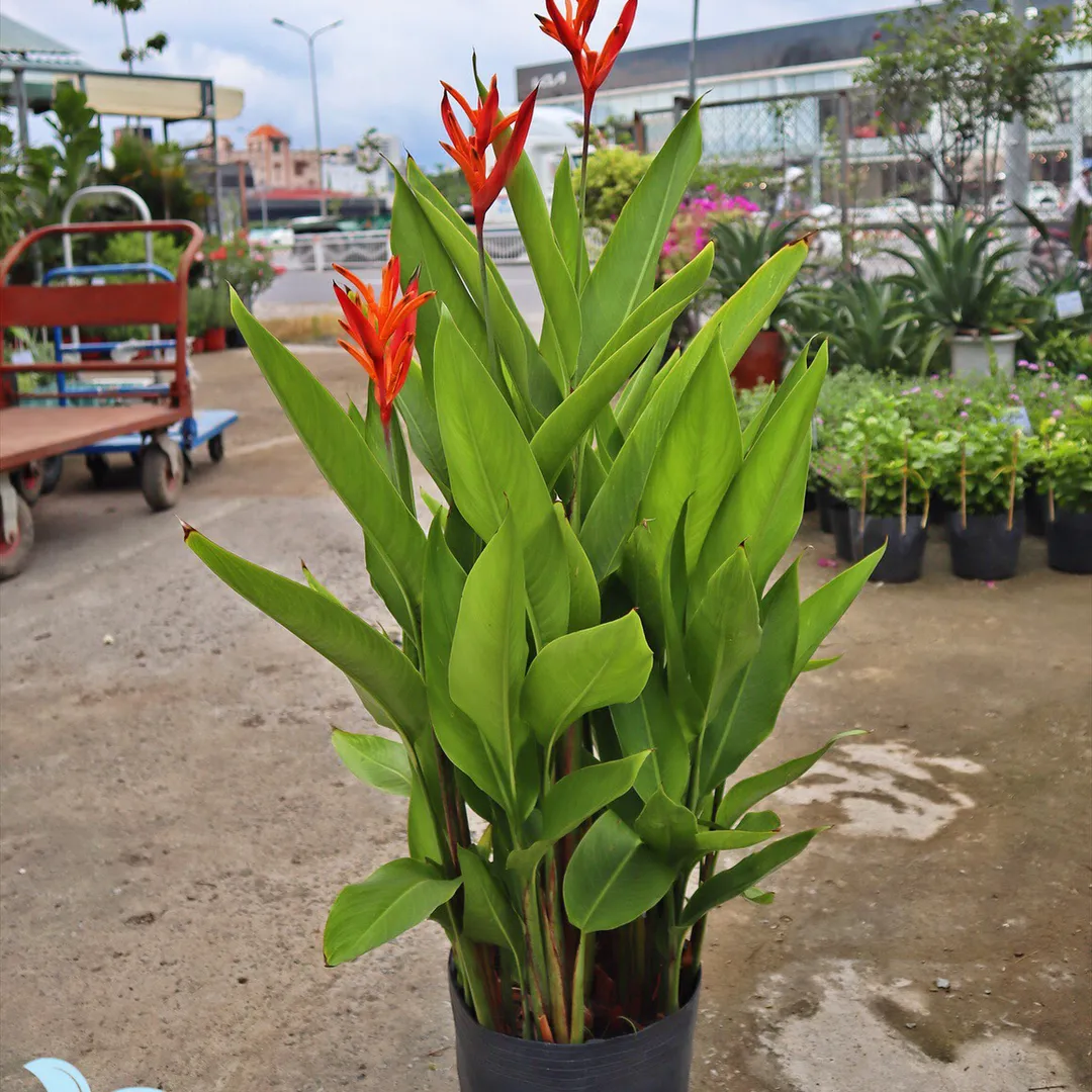 Chuối Mỏ Két