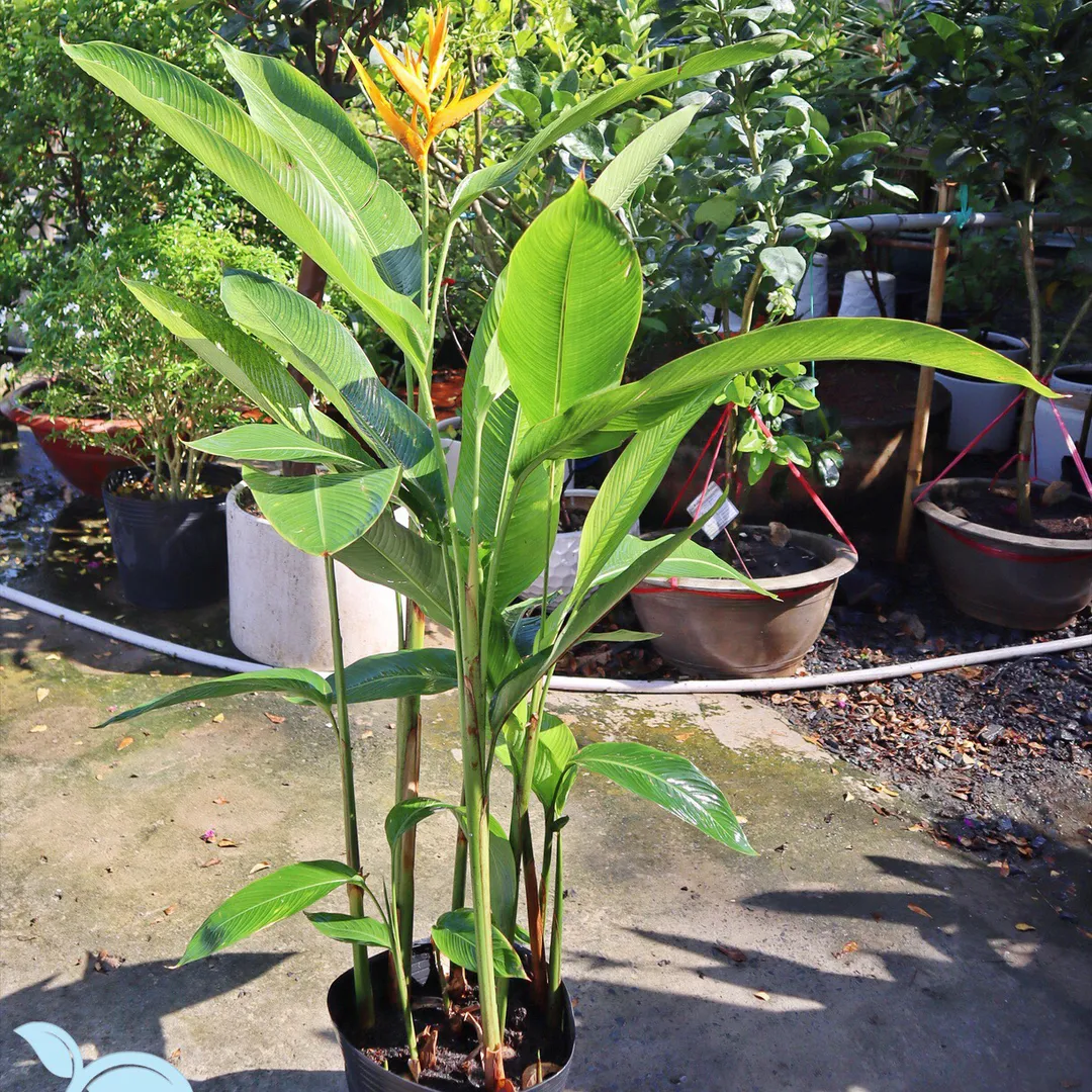 Chuối Mỏ Két