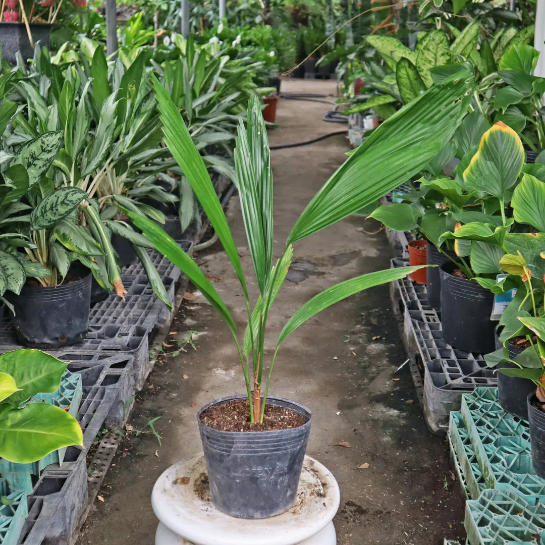 Cọ Nhật mini
