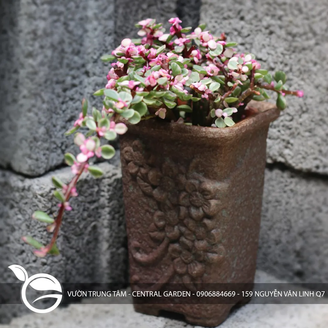 Sen Đá Để Bàn Theo Combo