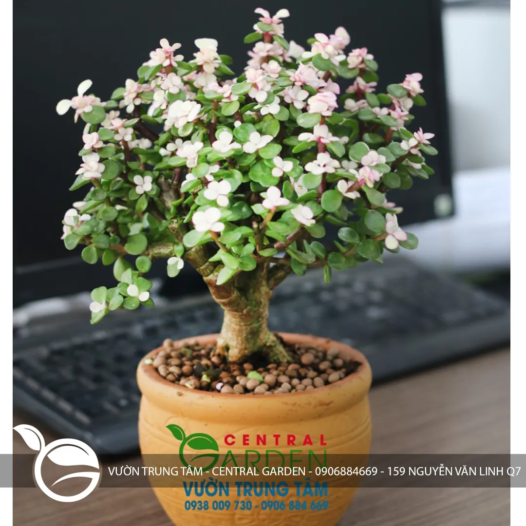 Sen Đá Để Bàn Theo Combo