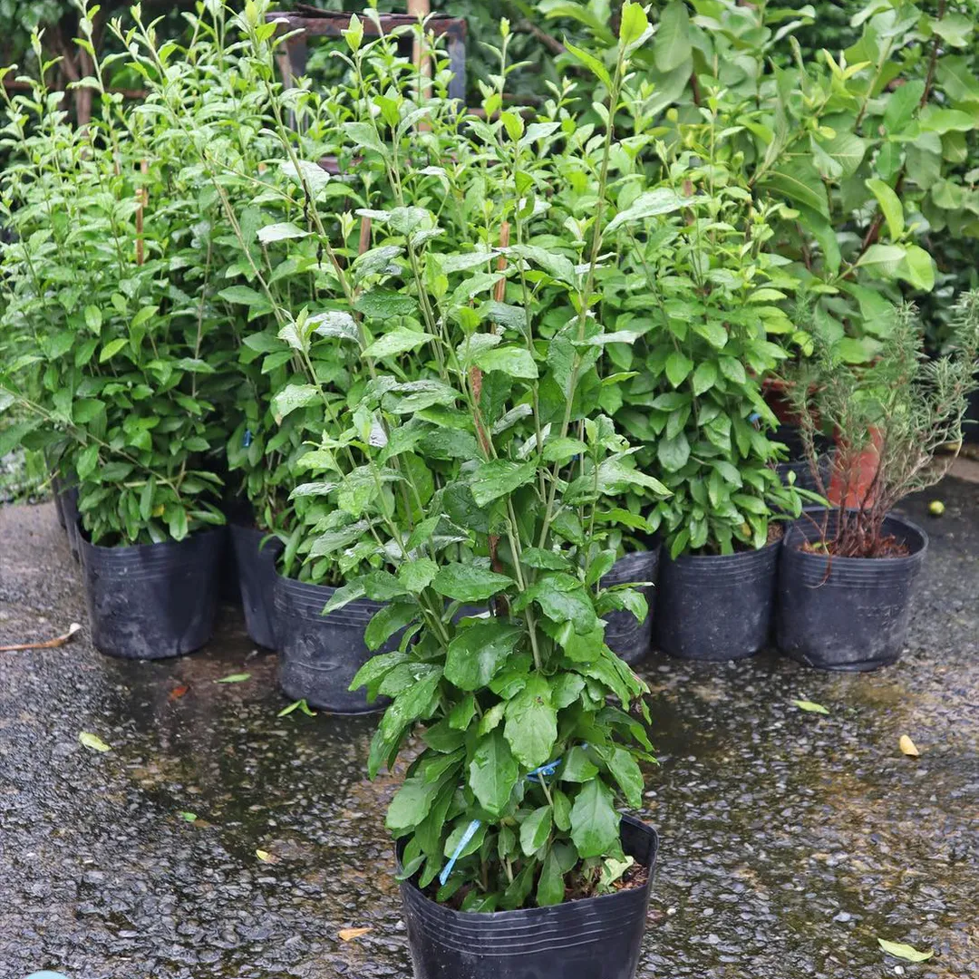 Cúc Tần Ấn Độ( Pluchea India)
