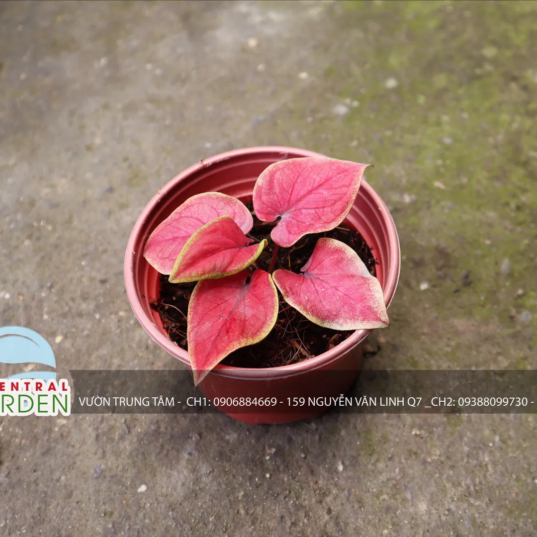 Caladium - Môn màu nhỏ các loại