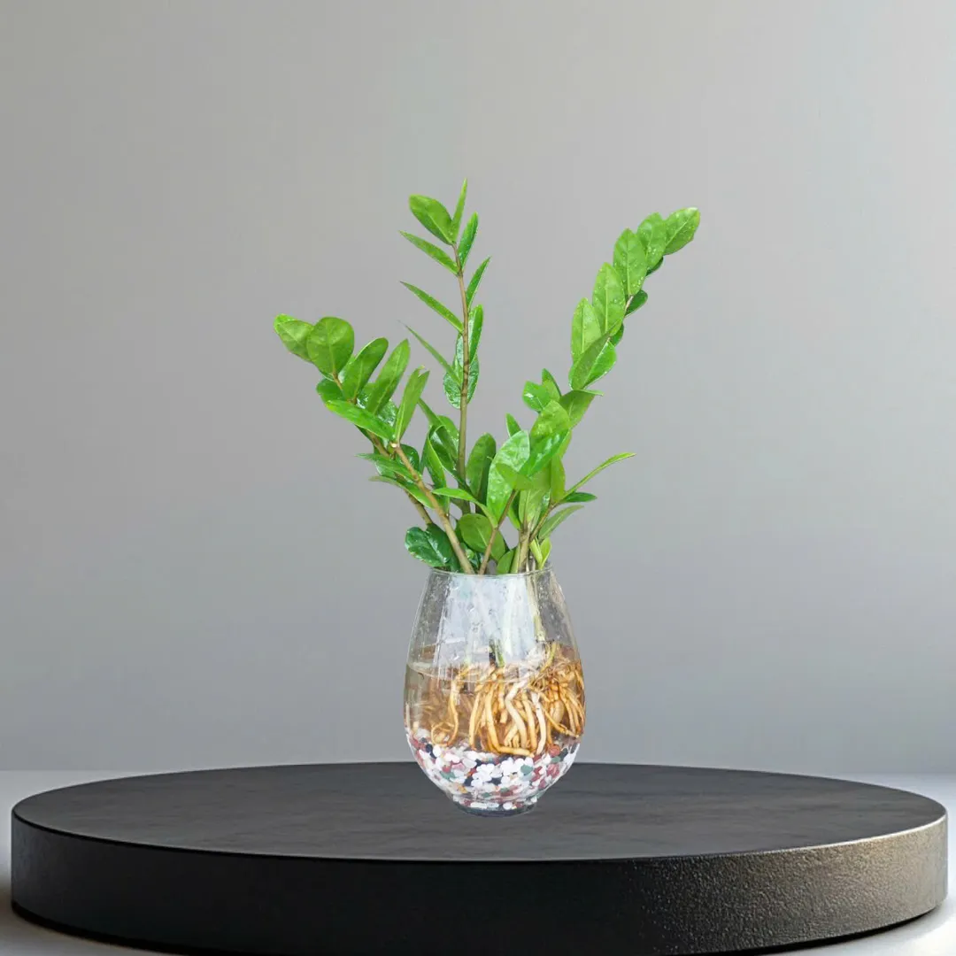 Set Kim tiền thủy sinh 115
