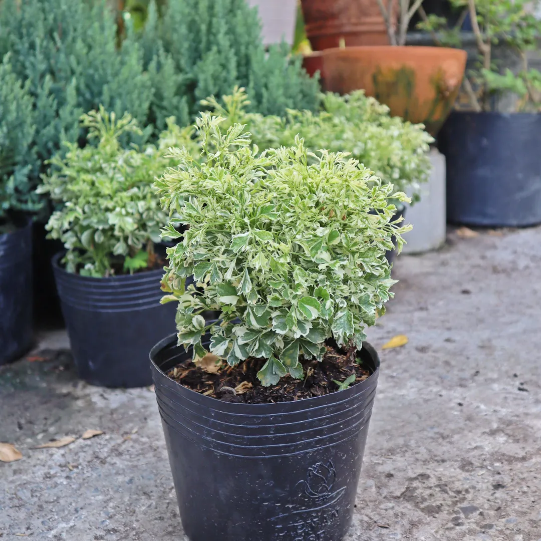 Đinh lăng lá nhuyễn