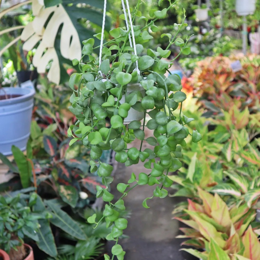 ĐÔ LA TREO NHỎ