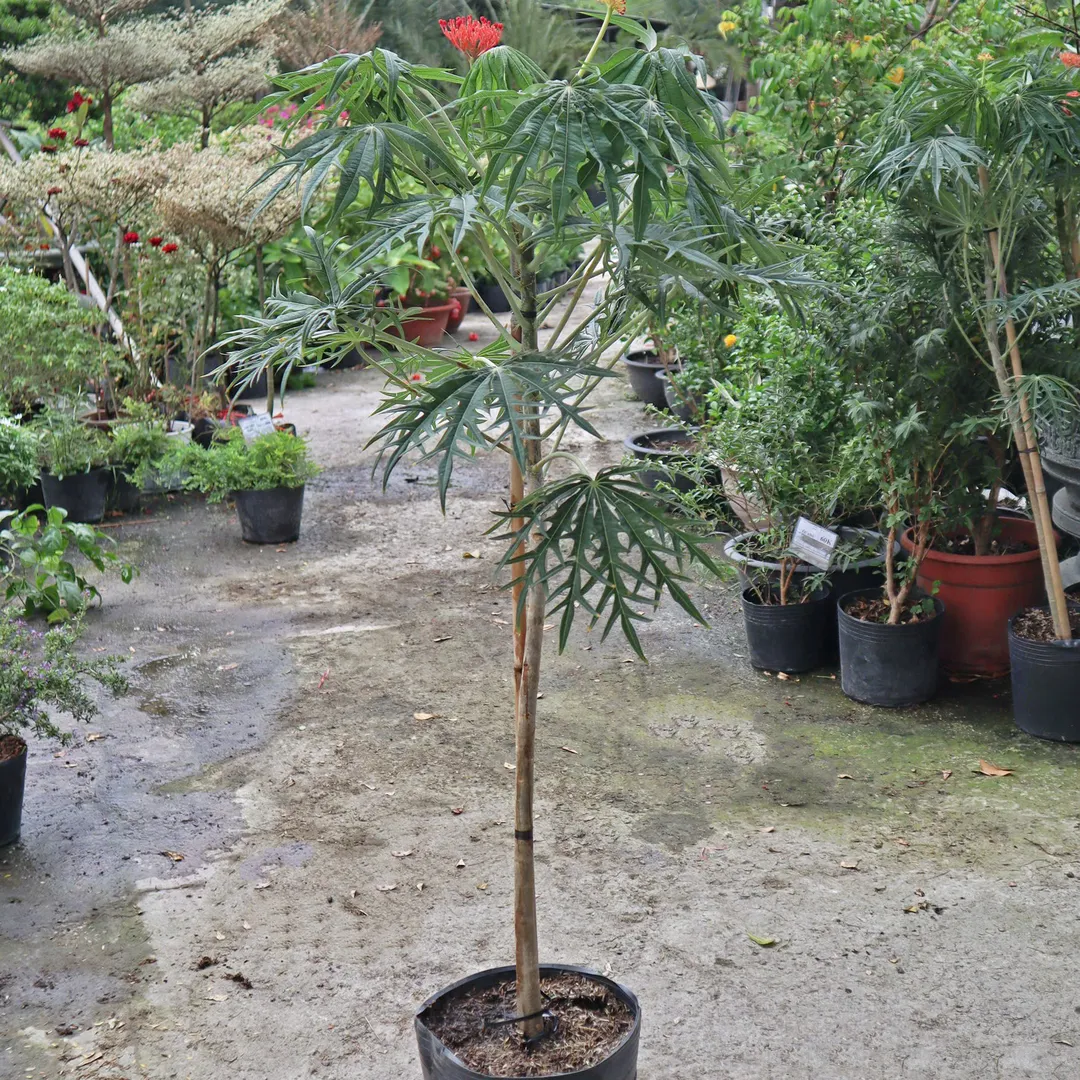 Cây Đỗ Trọng (Jatropha multifida)