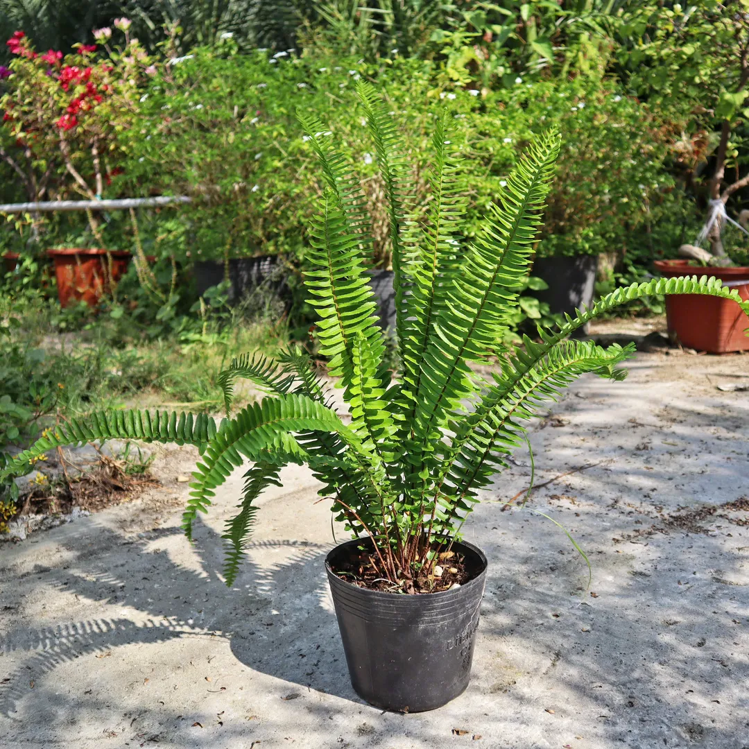 Dương Xỉ