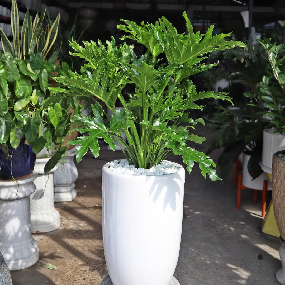 Set Trầu bà thanh xuân 465