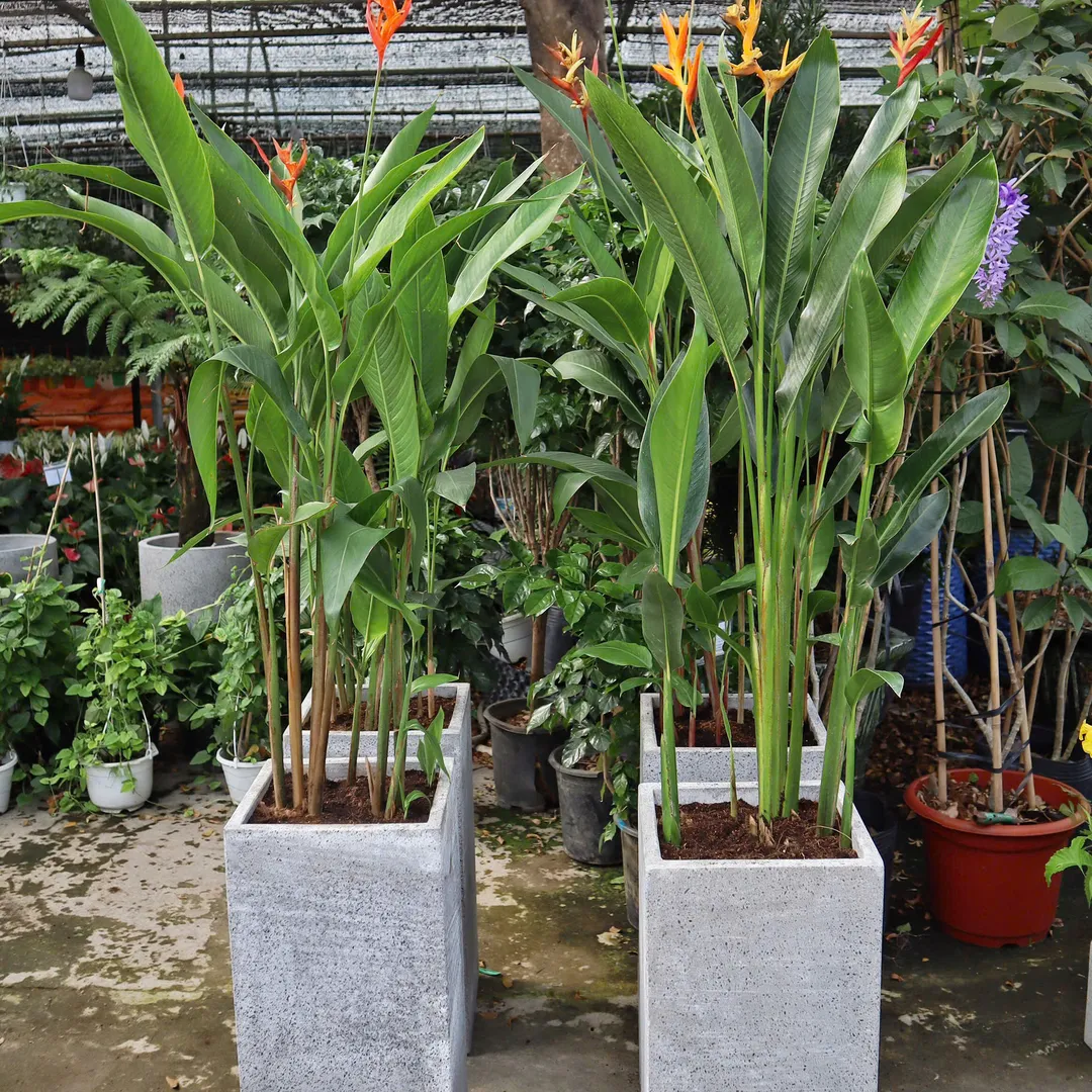 Set Chuối Mỏ Két 360