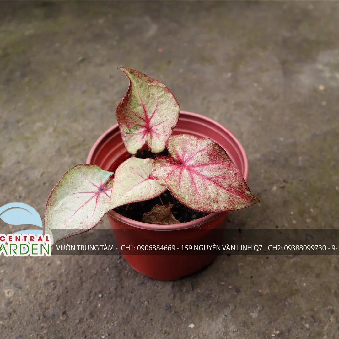 Caladium - Môn màu nhỏ các loại