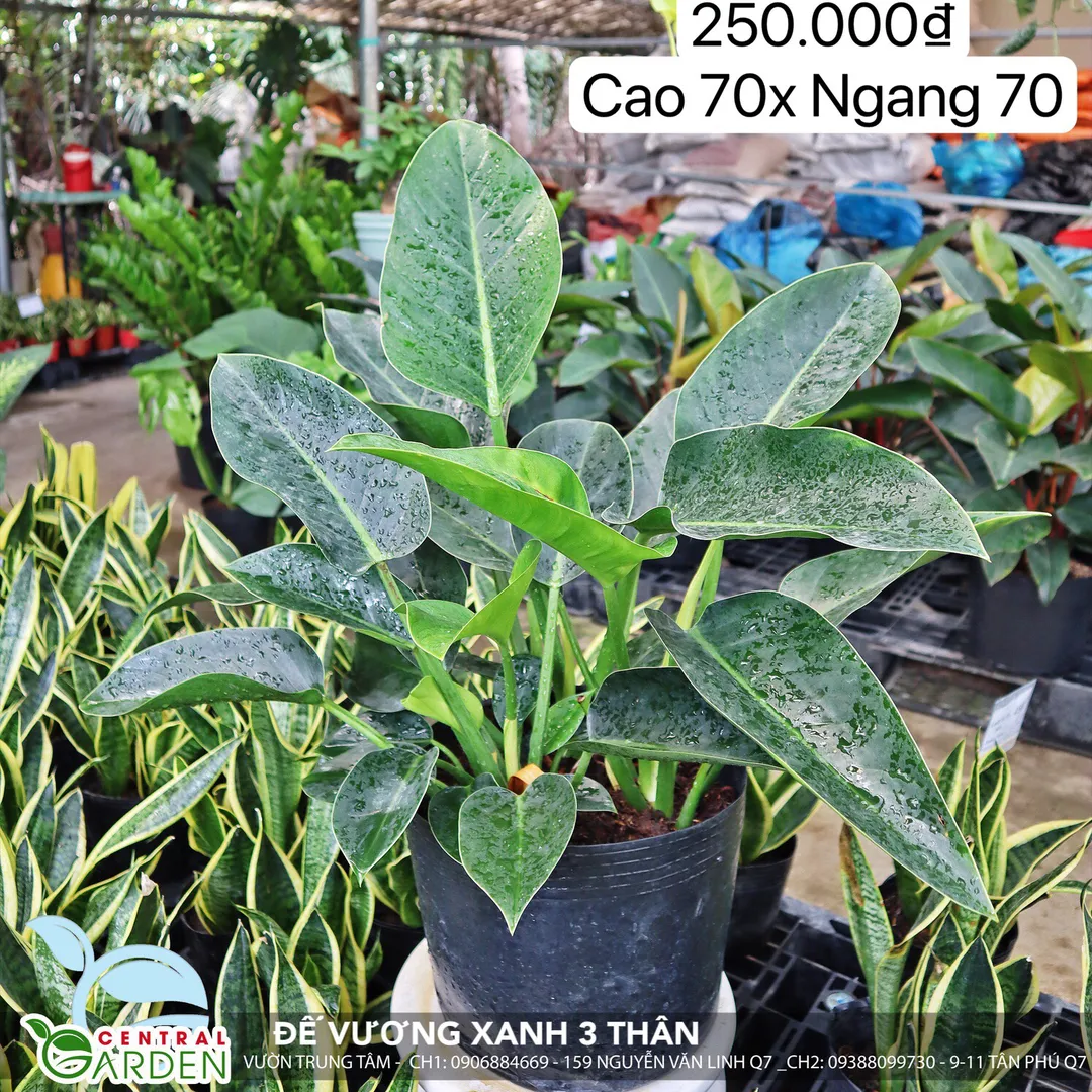 Cây Đế Vương Ba Thân