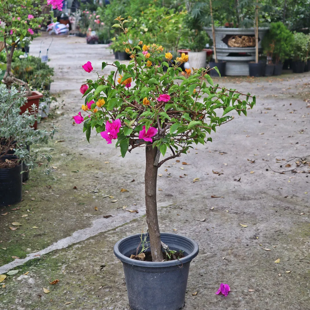Hoa giấy (Bougainvillea)
