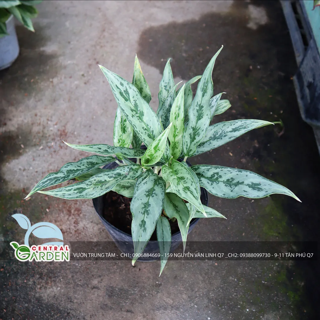 Cây giữ tiền Thái nhỏ - Aglaonema sp.
