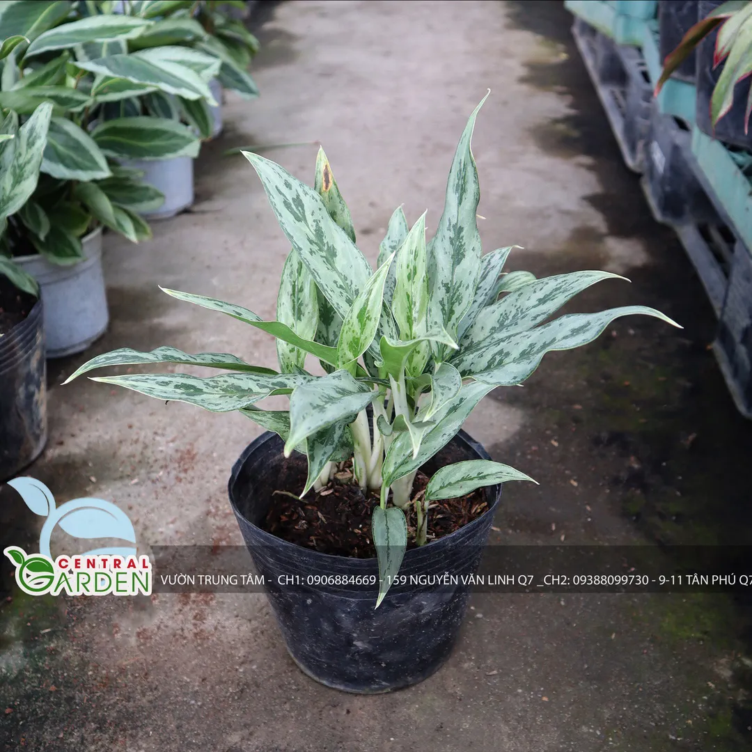 Cây giữ tiền Thái nhỏ - Aglaonema sp.