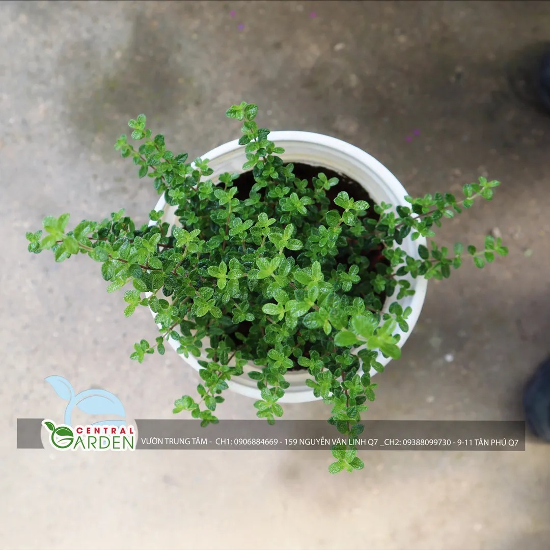 Cây hàm hương - Bahamas Berry