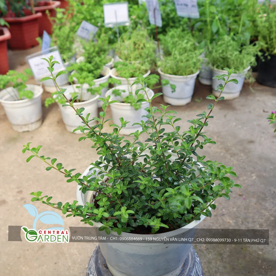 Cây hàm hương - Bahamas Berry