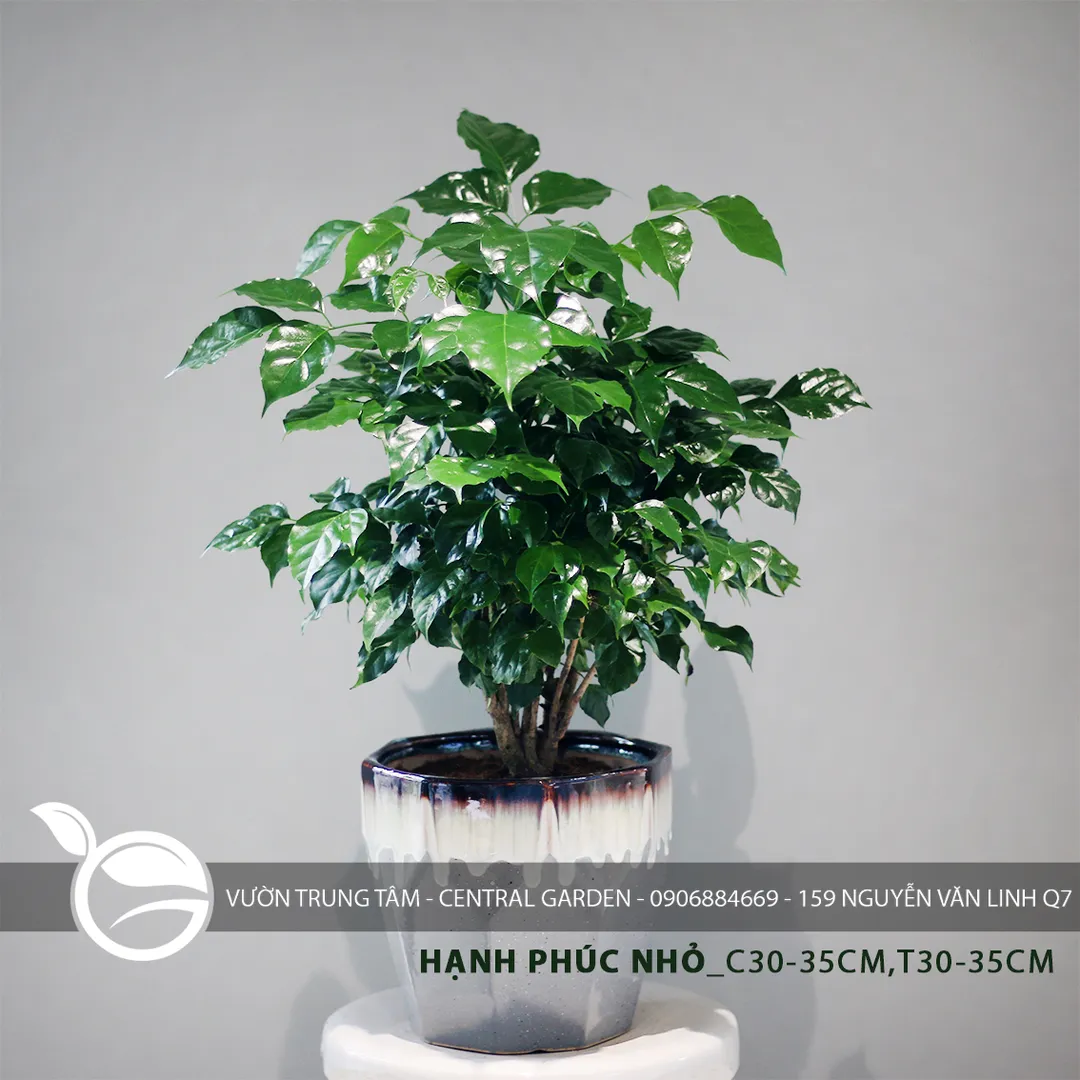 HẠNH PHÚC ĐỂ BÀN