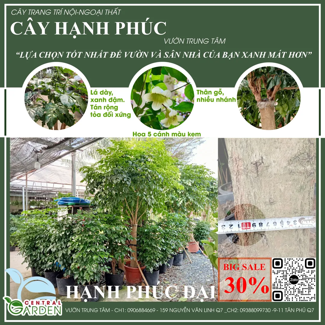 Cây Hạnh Phúc Đại