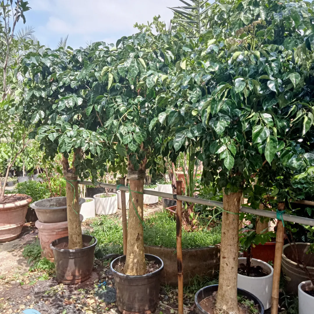 Cây Hạnh Phúc Đại