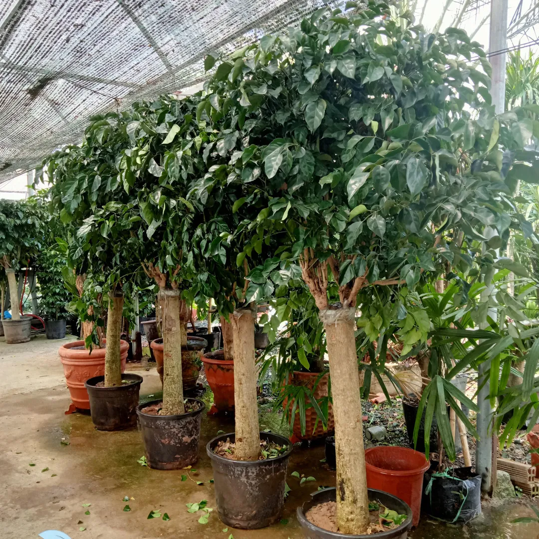 Cây Hạnh Phúc Đại
