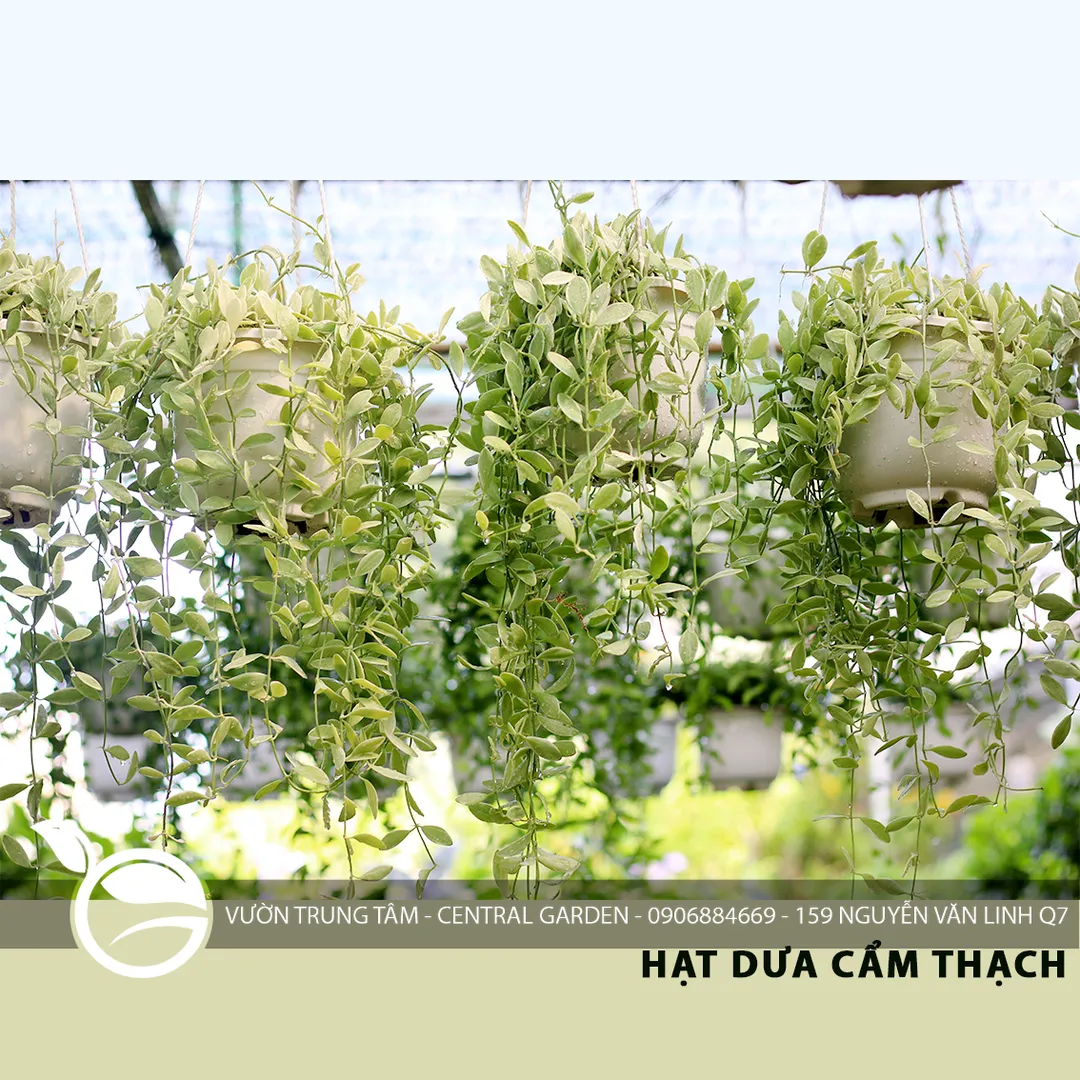 HẠT DƯA TREO LỚN