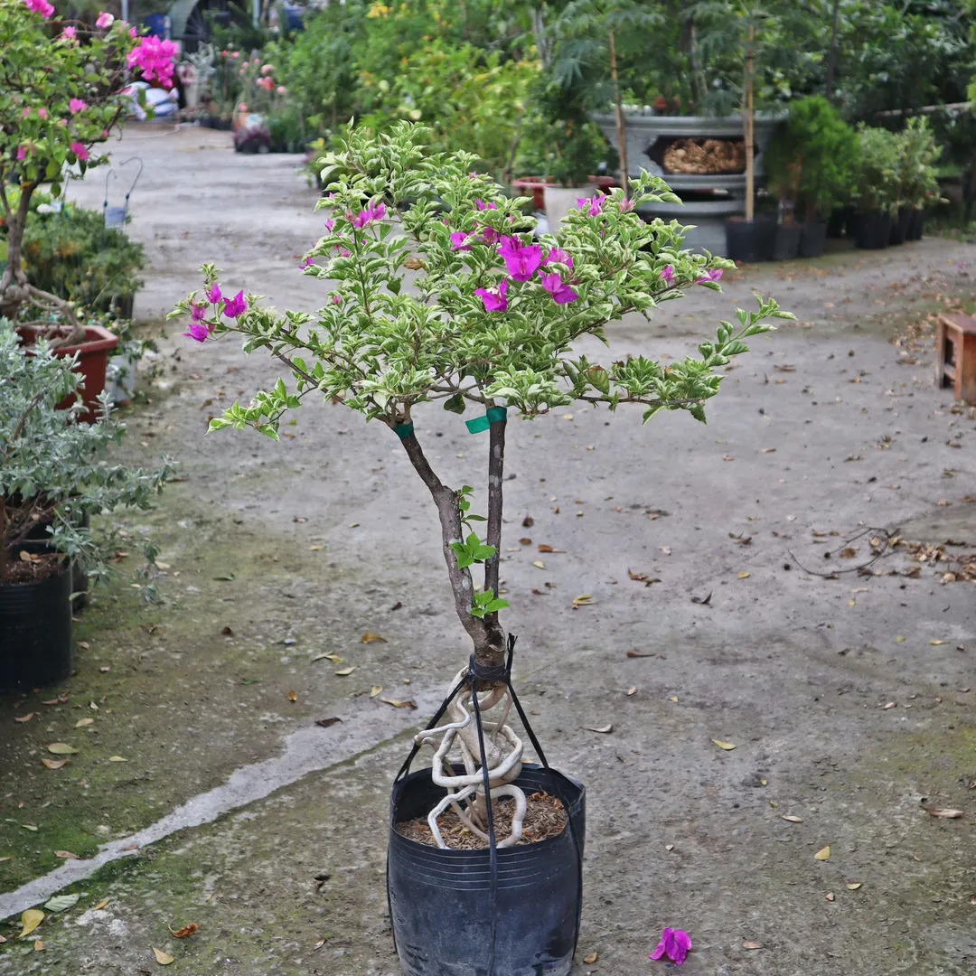 Hoa giấy 250