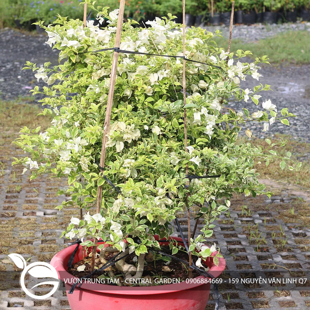 Hoa Giấy Cẩm Thạch chậu đỏ