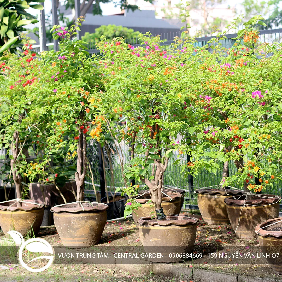 Hoa Giấy Thái Trung