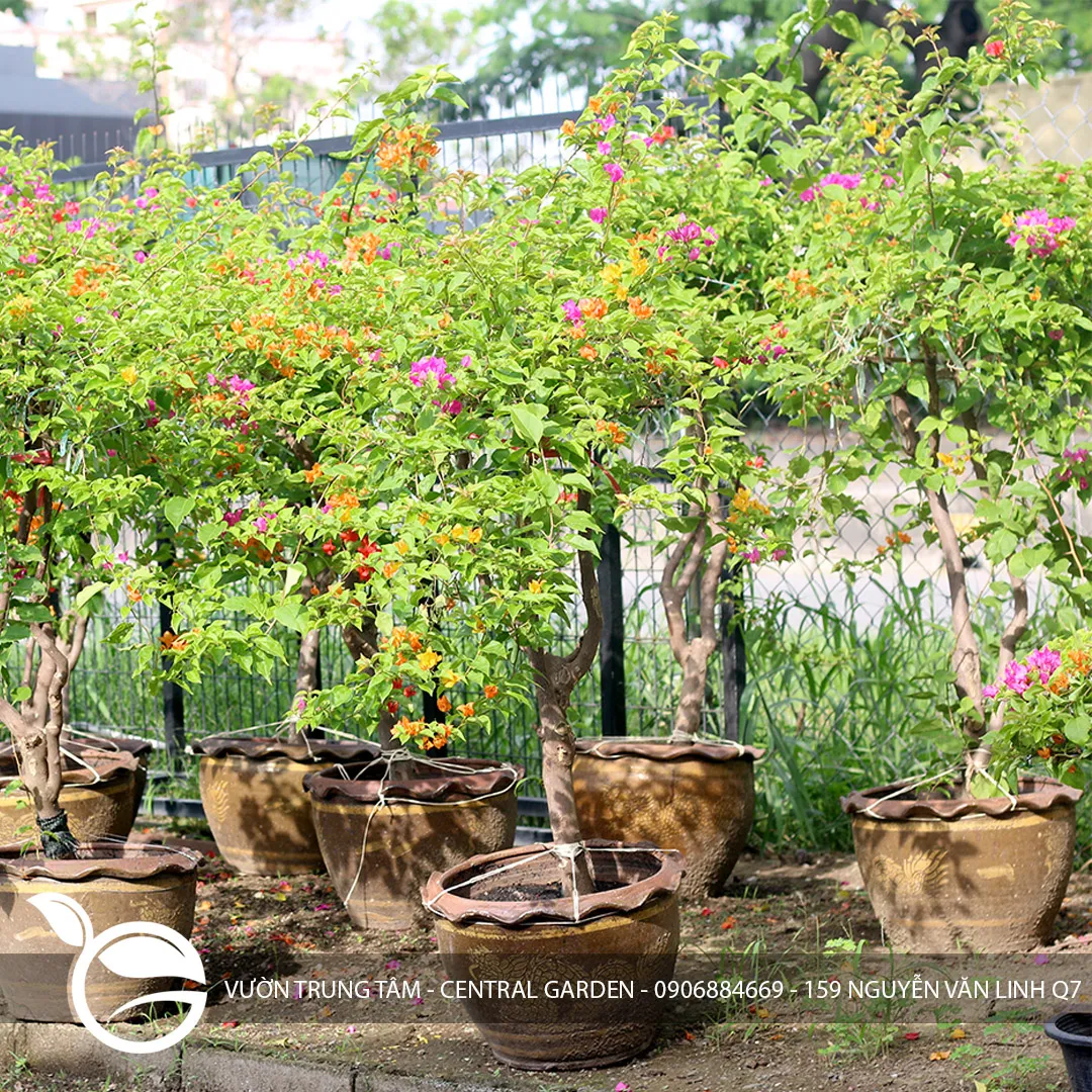 Hoa Giấy Thái Trung